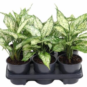 Aglaonema other Aglaonema White Diamond
(6 Plants/Order)(13cmP 30cmH)