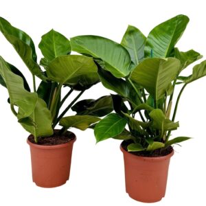 Philodendron Imperial Green Philodendron imperial green P24
(1 Plants/Order)(24cmP 60cmH)