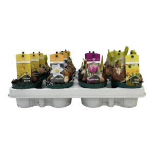Bolbloemen Bollenmix Luxe Hyacint/Tulp/Narcis 9 cm.
(18 Plants/Order)(9cmP 20cmH)