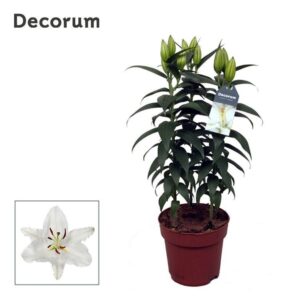 Lilium Oxygen Lilium OR Oxygen 17cm
(6 Plants/Order)(17cmP 50cmH)