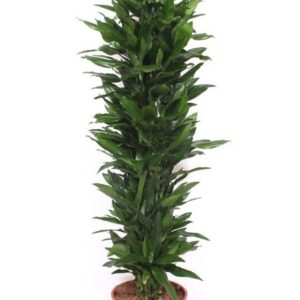 Dracaena Janet Lind Dracaena Janet Lind
(1 Plants/Order)(34cmP 180cmH)