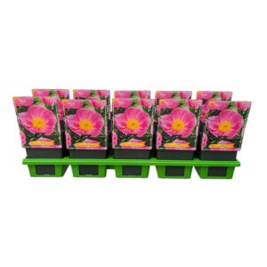 Paeonia Nymphe Paeonia Lactiflora 'Nymphe' P11
(10 Plants/Order)(11cmP 25cmH)