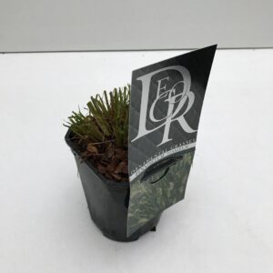 Pennisetum alopecuroides Hameln Pennisetum 'Hameln'
(10 Plants/Order)(13cmP 25cmH)