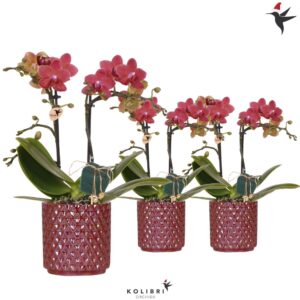 Phalaenopsis Multiflora Kolibri Orchids red Phalaenopsis 2 spike in Diamond Pearl red Xmas
(8 Plants/Order)(9cmP 40cmH)