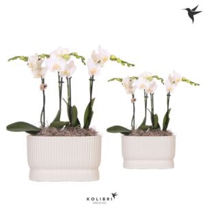 Arrangement Phalaenopsis Kolibri Orchids Phalaenopsis white 4spike in Diabolo travertine
(3 Plants/Order)(9cmP 40cmH)