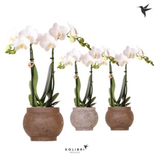 Phalaenopsis Multiflora Kolibri Orchids Phalaenopsis white 2 spike in Ancient Pot brown
(6 Plants/Order)(9cmP 40cmH)