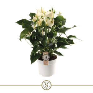 Anthurium White Champion White Champion 17cm
(1 Plants/Order)(17cmP 60cmH)