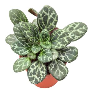 Chirita Diane Marie Primulina Yungfuensis
(20 Plants/Order)(7cmP 15cmH)