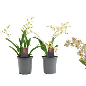 Oncidium Inca Oncidium Twinkle 2-3 spike 9 cm
(6 Plants/Order)(9cmP 30cmH)
