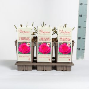 Rosa Rosa Parfuma (F) Freifrau Caroline ®, C3
(6 Plants/Order)(17cmP 20cmH)
