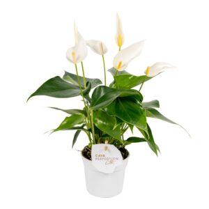 Anthurium Banderola Cava Anthurium 9 cm Lilli White
(6 Plants/Order)(9cmP 30cmH)