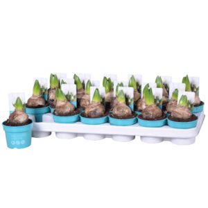 Hyacinthus White Pearl Hyacinthus White Pearl 'Diamond Collection' 9cm
(18 Plants/Order)(9cmP 15cmH)