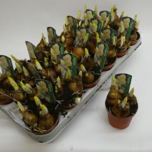 Narcissus Bridal Crown Narcissus Dubbele Grp 'Bridal Crown'
(18 Plants/Order)(9cmP 12cmH)