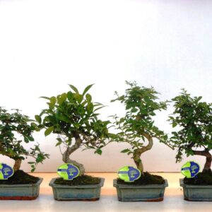 Bonsai Bonsai mix, indoor, 20cm., shape, without drip tray
(6 Plants/Order)(20cmP 35cmH)