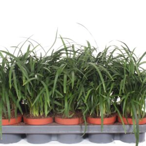 Liriope spicata Liriope spicata
(10 Plants/Order)(12cmP 30cmH)