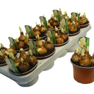 Narcissus Bridal Crown Narcissus Dubbele Grp 'Bridal Crown'
(10 Plants/Order)(12cmP 12cmH)