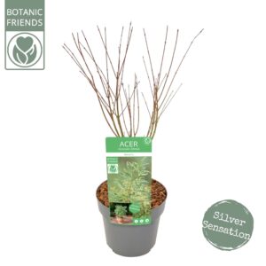 Acer palmatum Butterfly Acer palm. 'Butterfly'
(1 Plants/Order)(19cmP 55cmH)