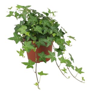 Hedera Pittsburgh Hedera helix Pitsburg
(12 Plants/Order)(13cmP 30cmH)