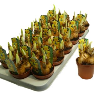 Narcissus Carlton Narcissus Grootkronige Grp 'Carlton'
(18 Plants/Order)(9cmP 12cmH)