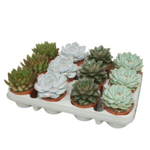 Echeveria mixed Echeveria mix 8,5 cm in 12 gaats tray
(12 Plants/Order)(8.5cmP 12cmH)