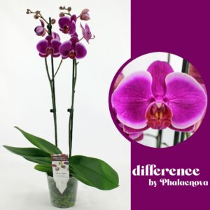 Phalaenopsis Durban Durban 2-tak 60cm (GROEN)
(10 Plants/Order)(12cmP 60cmH)