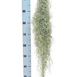 Tillandsia usneoides Tillandsia usneoides grey XL
(8 Plants/Order)(7cmP 80cmH)