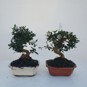 Olea europaea Olea sylvestris, Pot 16cm.
(6 Plants/Order)(16cmP 35cmH)