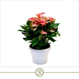 Anthurium Schaal Livium Red 30cm
(1 Plants/Order)(30cmP 60cmH)