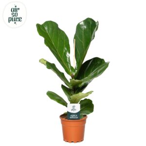Ficus lyrata Ficus Lyrata p17
(1 Plants/Order)(17cmP 75cmH)