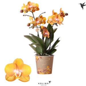 Phalaenopsis Las Vegas Kolibri Orchids Phalaenopsis Jewel Las vegas 3spike
(10 Plants/Order)(12cmP 40cmH)