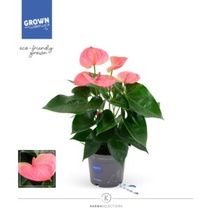 Anthurium Joli Anthurium - KARMA Pink | 12cm
(10 Plants/Order)(12cmP 45cmH)