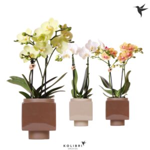 Phalaenopsis mixed 2 spike in Cube Pot brown
(6 Plants/Order)(9cmP 40cmH)