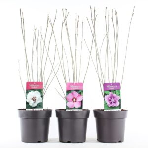 Hibiscus syriacus Hibiscus syr. mix P21/C4.6
(1 Plants/Order)(21cmP 85cmH)