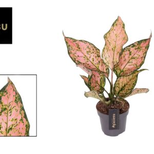 Aglaonema other Aglaonema Pink Dolphin
(6 Plants/Order)(12cmP 40cmH)