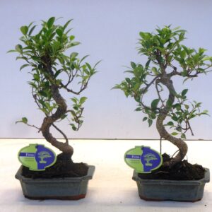 Bonsai dwergvorm loofhout Ficus retusa, 15cm., shape, without drip tray
(10 Plants/Order)(15cmP 30cmH)
