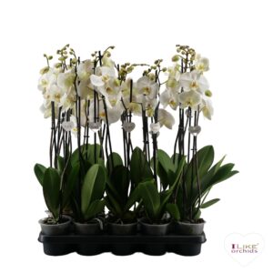 Phalaenopsis white more Ripsen Phalaenopsis wit-gele lip - 2 spike 60cm
(10 Plants/Order)(12cmP 60cmH)