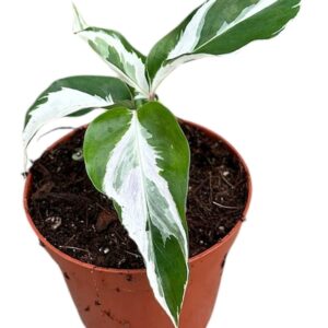 Calathea Calathea White Fusion
(5 Plants/Order)(8cmP 12cmH)