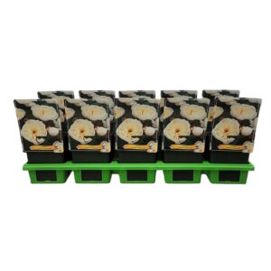 Paeonia Immaculée Paeonia lactiflora 'Immaculee' P11
(10 Plants/Order)(11cmP 25cmH)