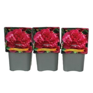 Paeonia Paeonia lactiflora 'Fiona' C5
(1 Plants/Order)(21cmP 35cmH)