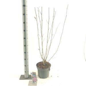 Hibiscus syriacus Lavender Chiffon Hibiscus syr. Lavender Chiffon ('Notwoodone'PBR)
(1 Plants/Order)(23cmP 70cmH)