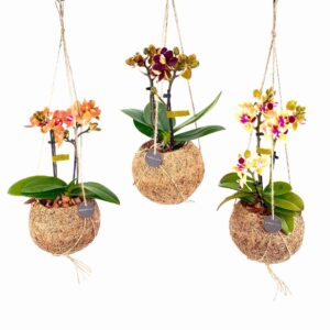 Phalaenopsis mini Kokodama 12 cm Orchid 2 spike
(8 Plants/Order)(12cmP 30cmH)