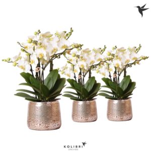 Phalaenopsis Lausanne Kolibri Orchids Phalaenopsis Lausanne 6spike in luxury silver
(4 Plants/Order)(12cmP 35cmH)