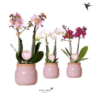 Phalaenopsis Multiflora Kolibri Orchids Phalaenopsis mix 2 spike in Vintage Bowl pink
(6 Plants/Order)(9cmP 40cmH)