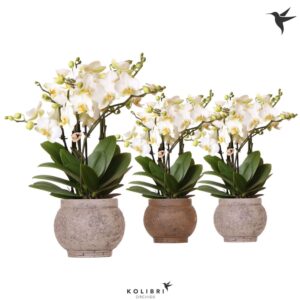 Phalaenopsis Lausanne Kolibri Orchids Phalaenopsis Lausanne 6spike in Ancient brown mix
(3 Plants/Order)(12cmP 35cmH)