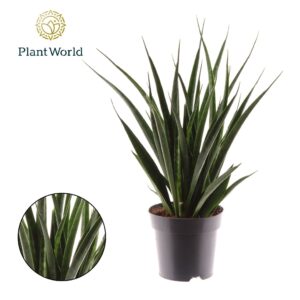 Sansevieria Friends Sansevieria kirkii Friends
(6 Plants/Order)(14cmP 50cmH)
