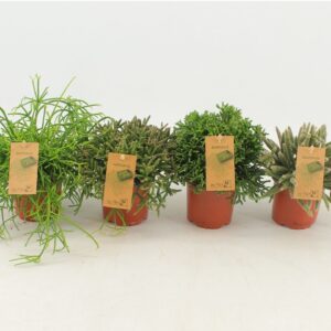Rhipsalis mix Rhipsalis mixed P10,5
(10 Plants/Order)(10.5cmP 15cmH)