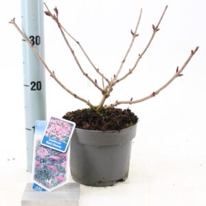Sambucus nigra Black Beauty Sambucus nigra Black Beauty ('Gerda'PBR)
(1 Plants/Order)(17cmP 25cmH)