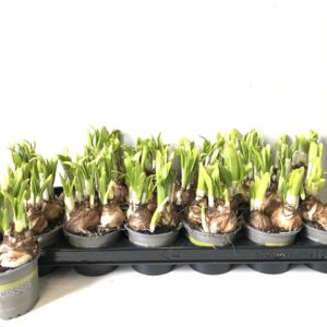 Narcissus Tete a tete Tete a Tete
(18 Plants/Order)(9cmP 15cmH)