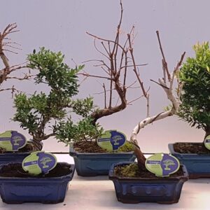 Bonsai Bonsai mix outdoor, 20cm., shape, without drip tray - Partly without leaves duri
(5 Plants/Order)(15cmP 30cmH)