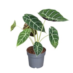 Alocasia Alocasia Pride of Corup 14cm
(4 Plants/Order)(14cmP 30cmH)